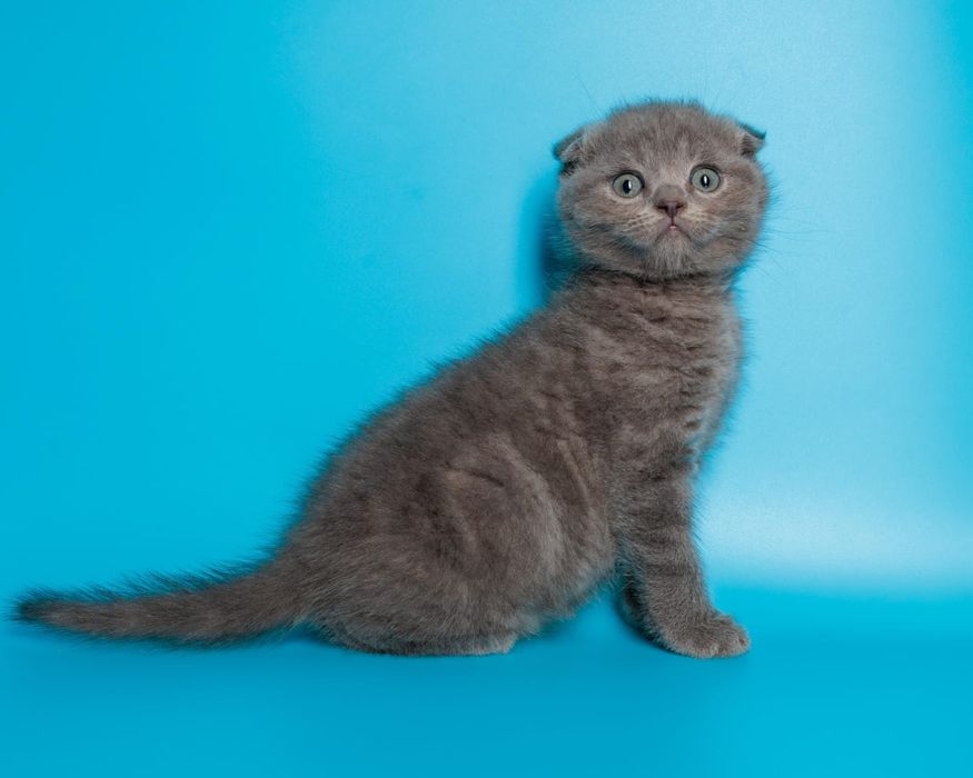 Шотландский вислоухий котенок