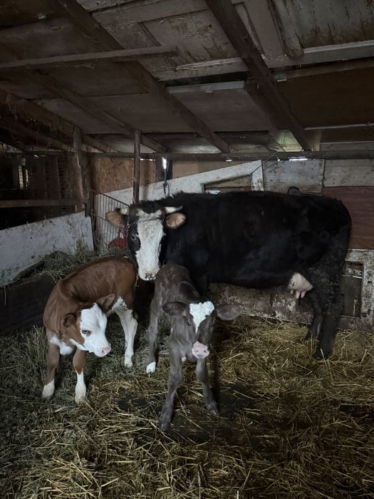 Vaca junica de lapte super blanda