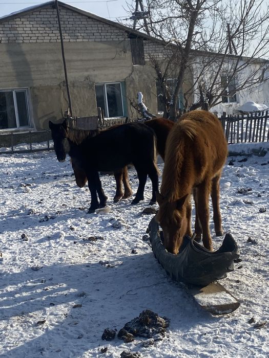 жабагылар сатылады 3бас 2 еуы ургашы