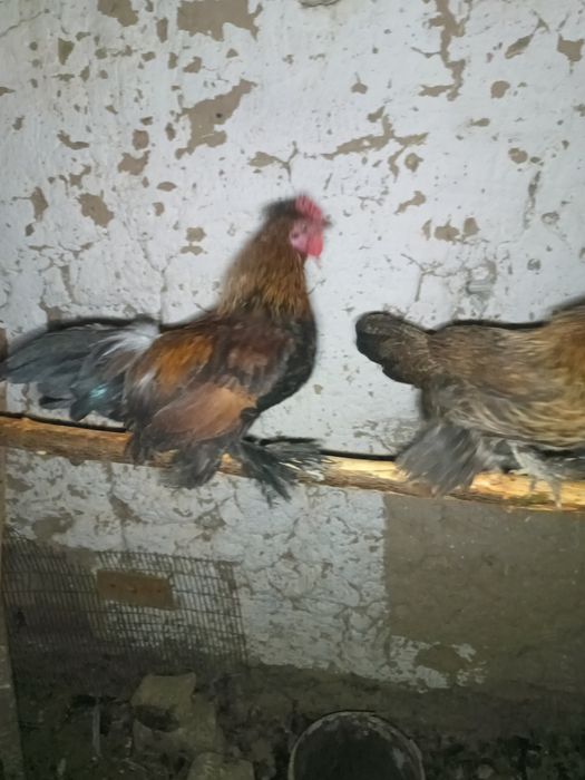 Тауық карликовый