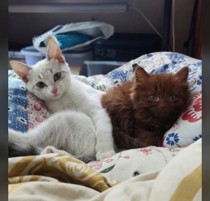Валихан коричневый котенок