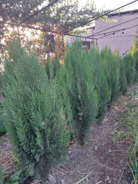 Көшет/Өсімдік егеміз