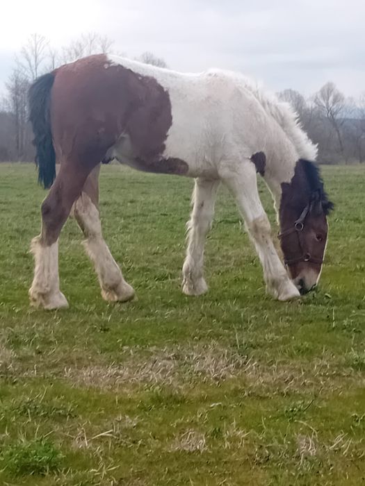 Vând manz gipsy vannar de 7 luni  sau schimb cu manza friz