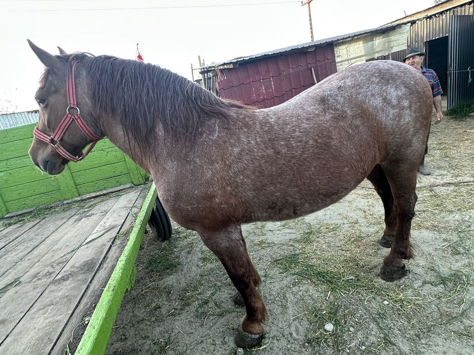 De vanzare iapă merge pe 11 ani