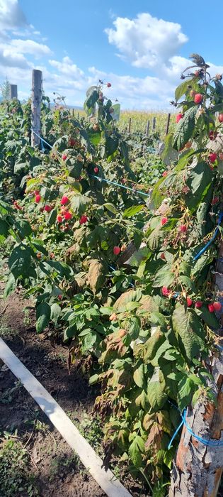 Vindem Butași zmeură și mure