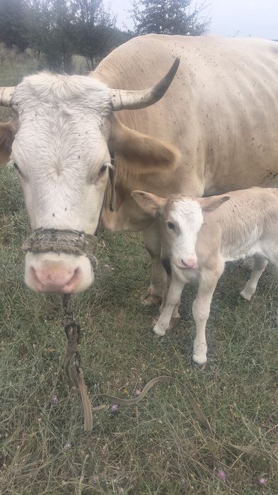 Vaci, caută o casa nouă