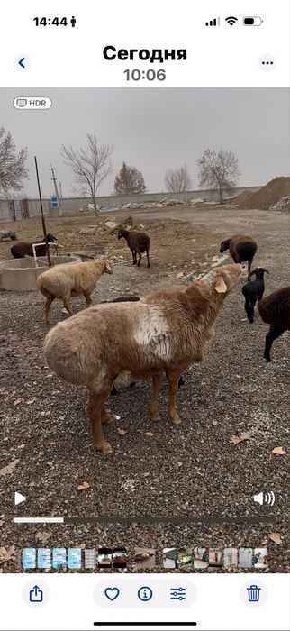 Акика ва курбонлик учун кучкорлар