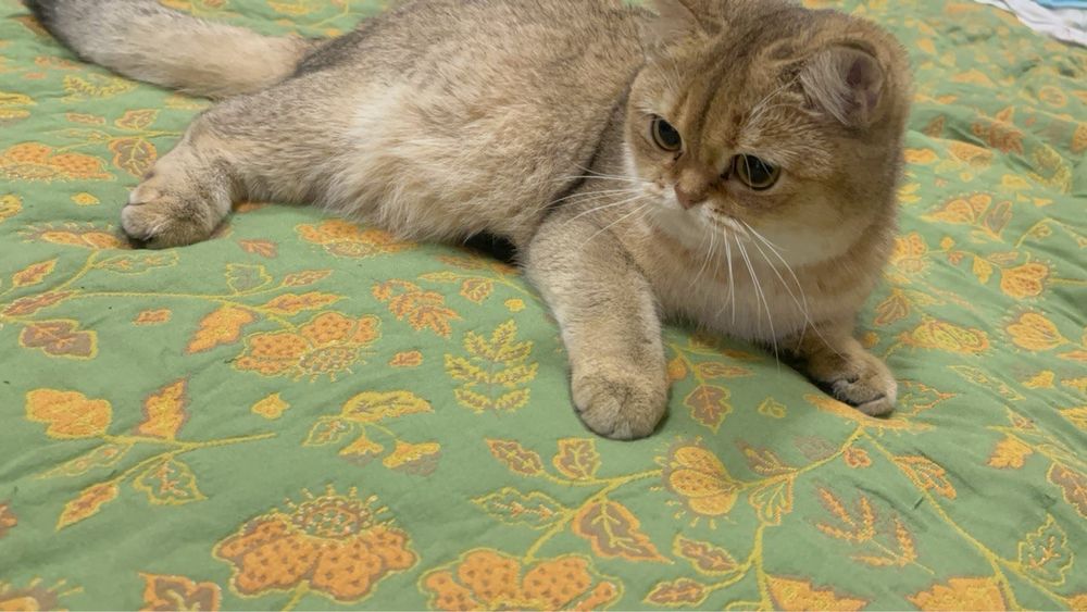 Чистокровная кошка.Британская золотая шиншилла.Девочка