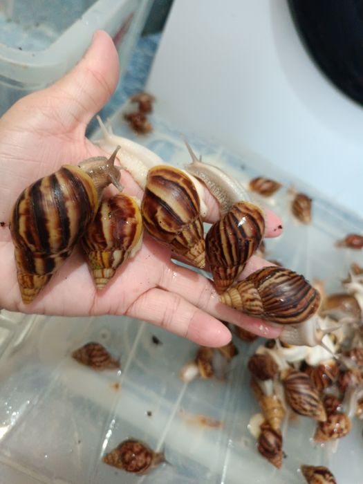 оптом сатаман оптом ислесемен деушилер болса звандан АНЫК АЛЫУШЫЛАР.