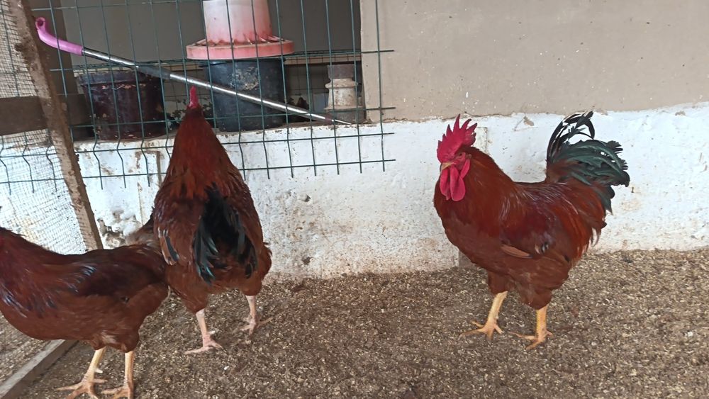 Хан хяп ху́розлари сотилади...