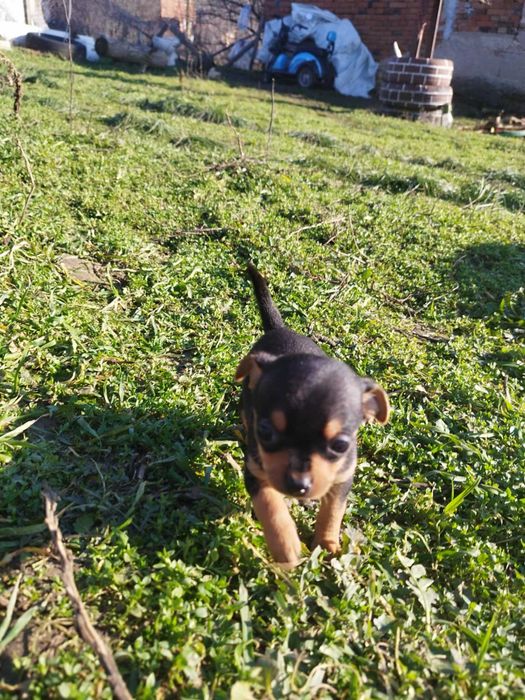 Малки пинчерчета