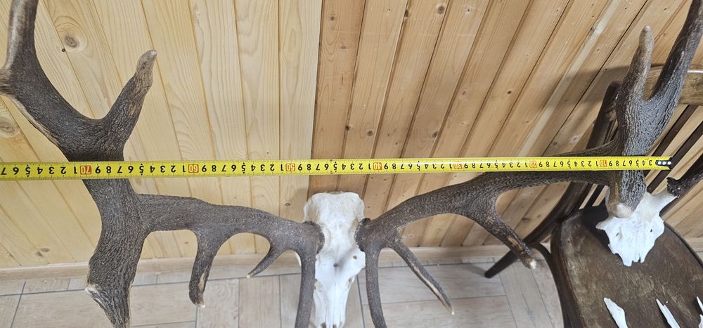 Рога и трофей от  елен и съръндак