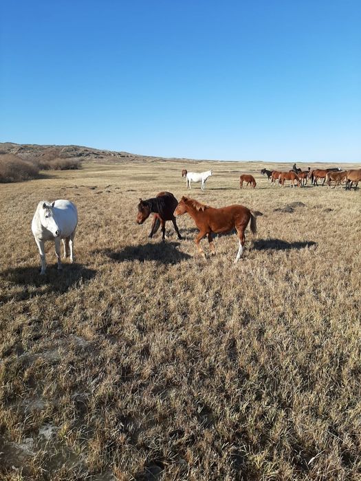 Продам кобылу жирбёнок