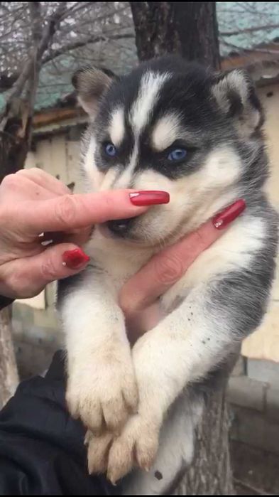 Голубоглазая милашка