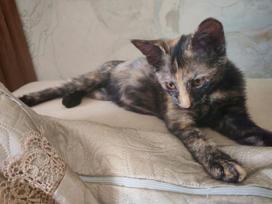 Котенок девочка в добрые руки