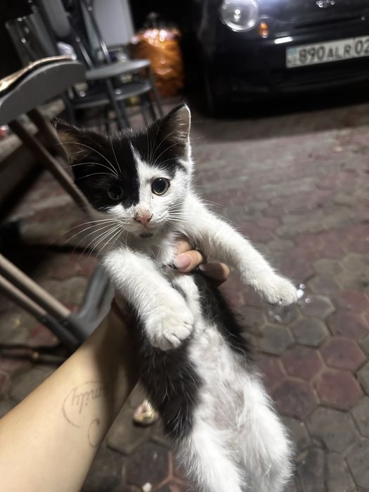 Отдам котят в добрые руки