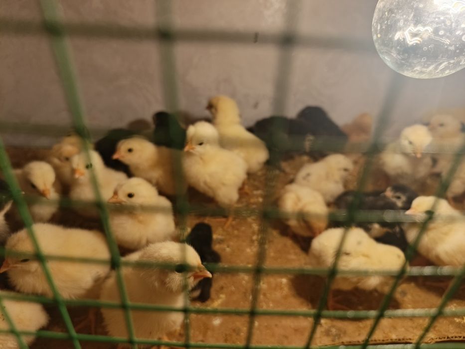 Adler va qora shaxzoda jojalari