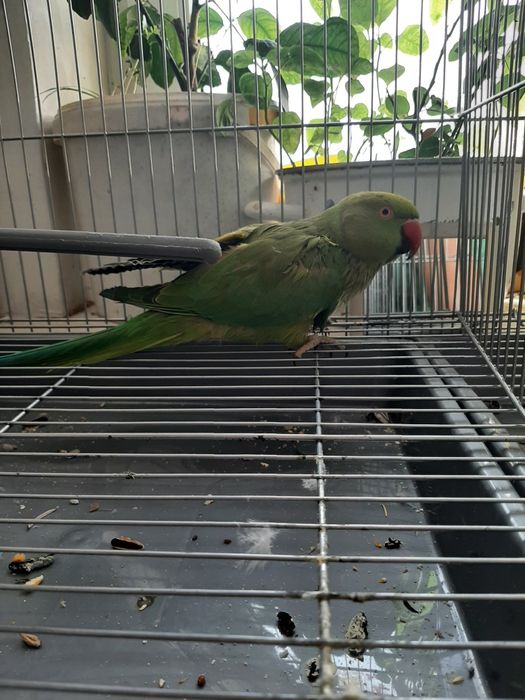 Ожереловые попугаи – мальчик и девочка