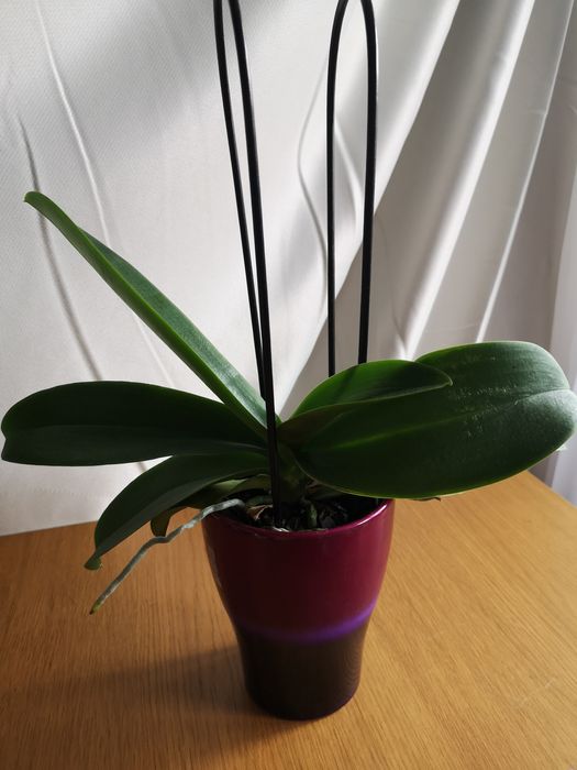 Vaza cristal, coș metal, vaze de sticlă, pt orhidee