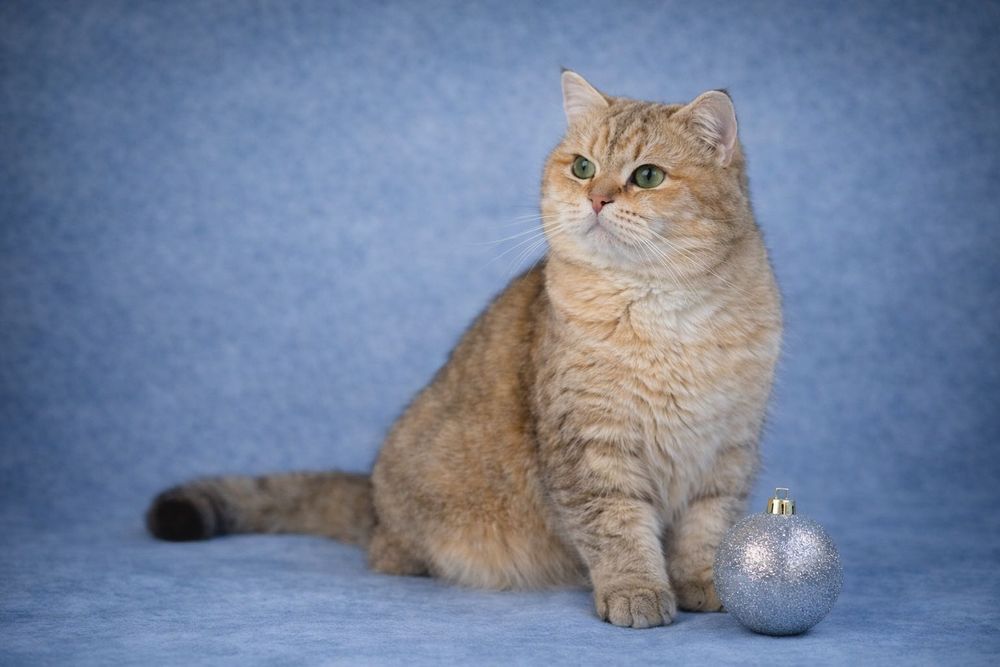 Британская золотая шиншилла .