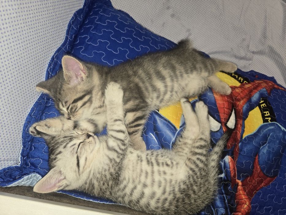 Продаётся котята