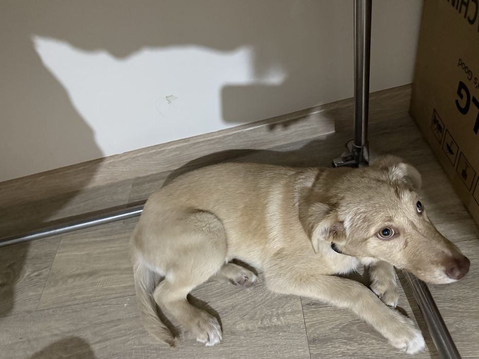 Златовласуа красивая девочка, 4,5 мес