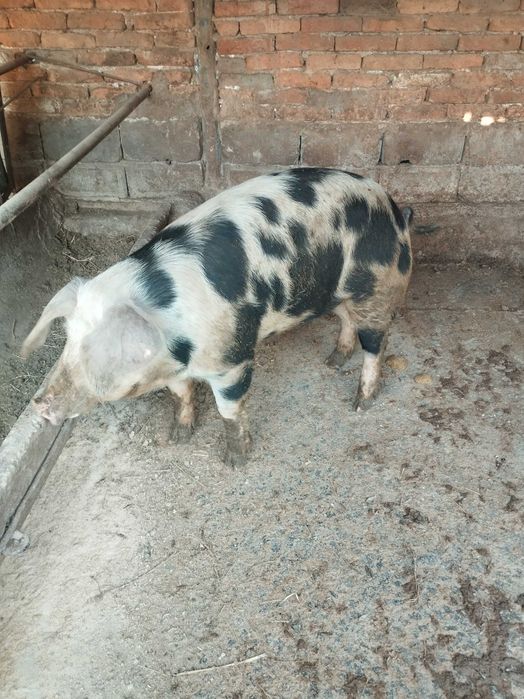 Продавам мъжко прасе