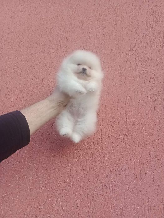 Женски Померан !