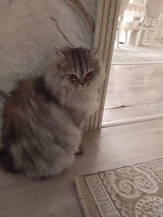 Отдам кота исключительно в добрые руки