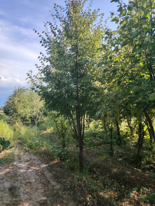 Липа крупномер от4 до 8