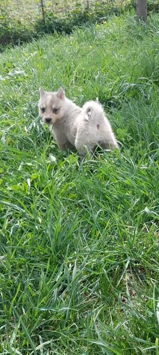 Западно сибирские щенки