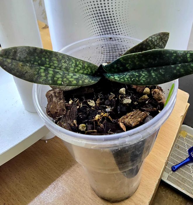 Орхидея пафиопедилум или венерин башмачок.