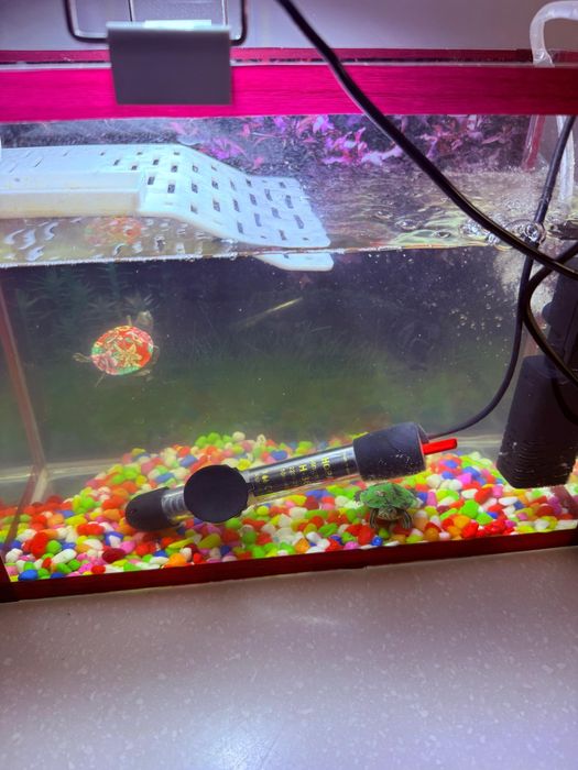 Шерепаха аквариум