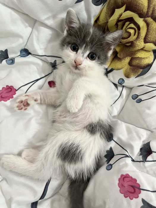 Две девочки-котёнка, 2,5 месяца. Скоро 3
