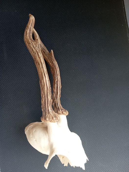 Симетрични рога от сръндак