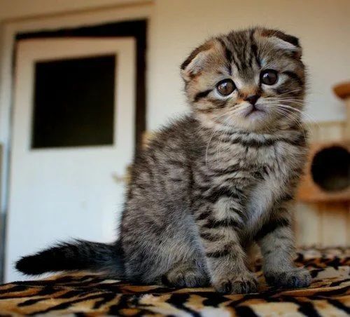 Котята Шотландцы