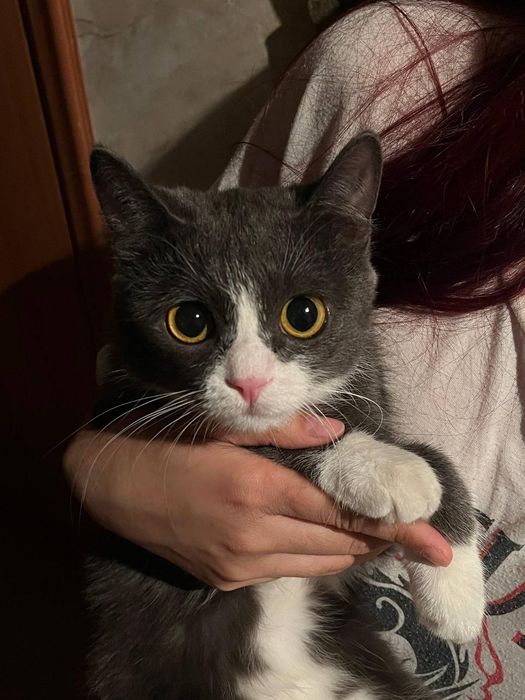 Отдам котёнка в добрые руки