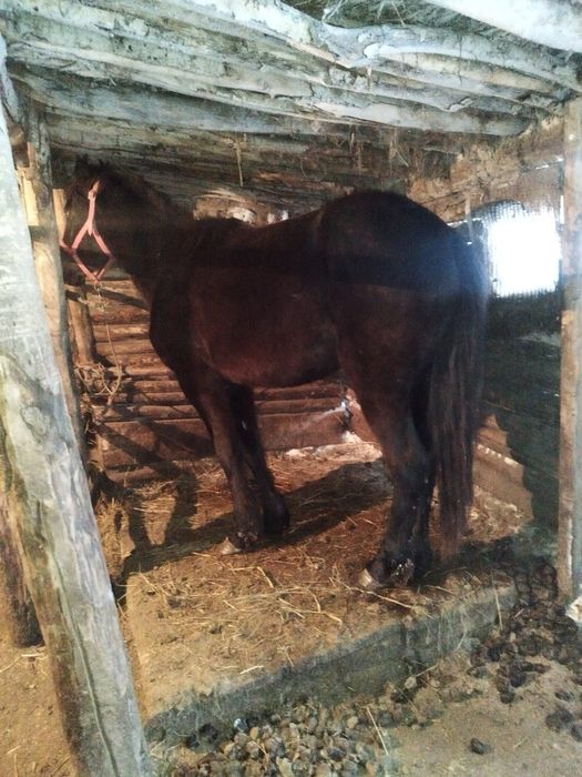 Продам продам кобылку