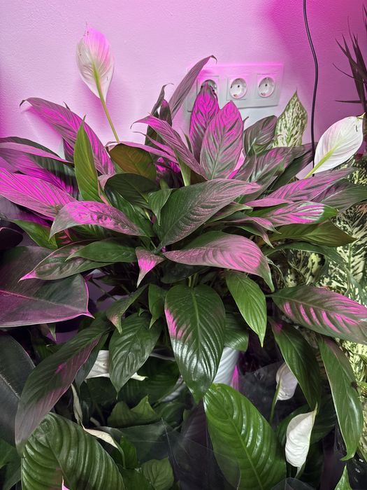 Женское счастье распродажа