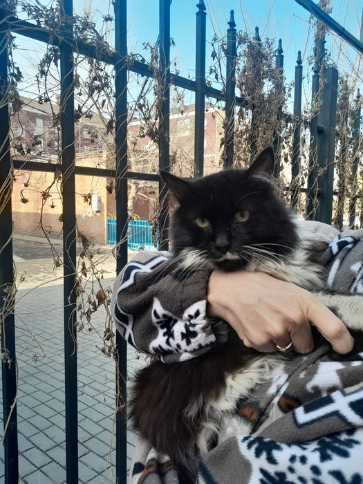 Отдам кошку в добрые руки