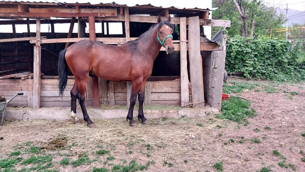 Құнан, жылқы сатылады