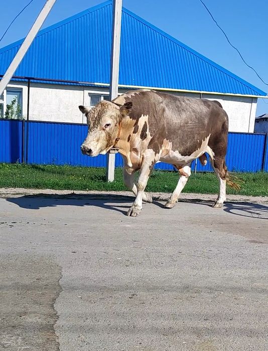 Продам быка производиль
