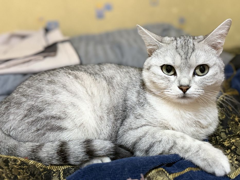 Продается Табби серебристая шиншилла