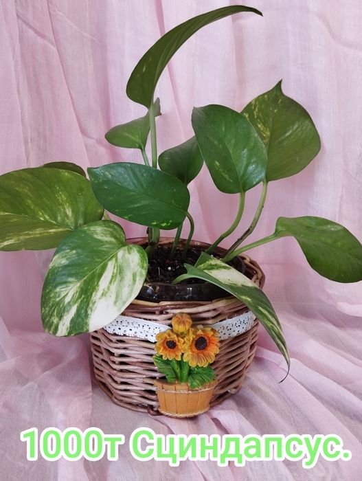 Сциндапсус продам