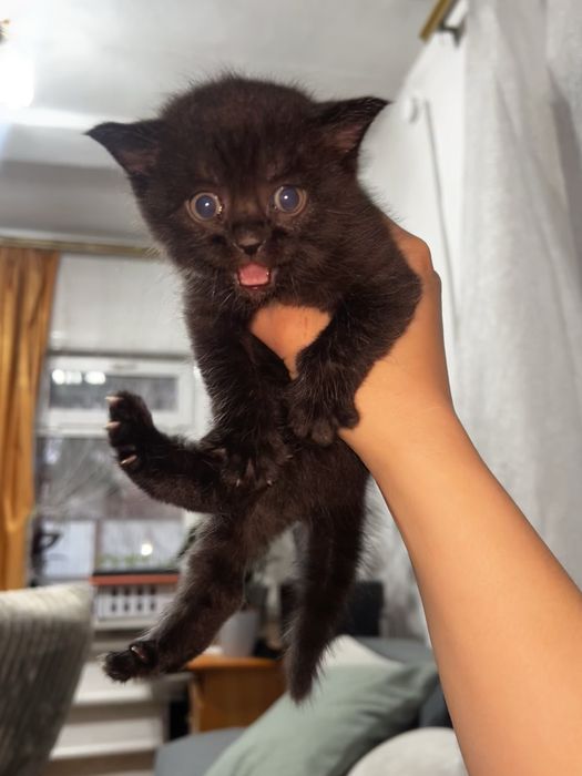 Котенок в добрые руки