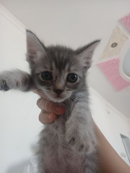 Кошки есть с четырёх