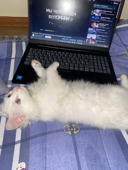 Turk angora mushugi sotiladi