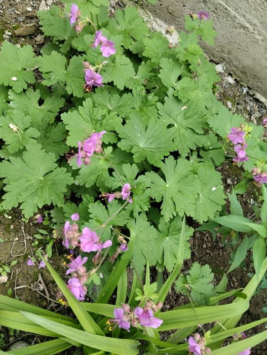 Продаю дома цветы и кустарники, очень красивые, красят ваш интерьер  с