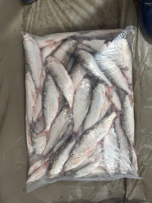Продам свежевыловленную пелядь