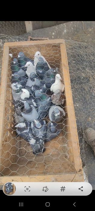 De vanzare 20 de porumbei